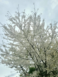 植物ファイル（春）：オオシマザクラ